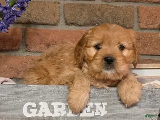 Cavapoo dogs Toby - Ad 6
