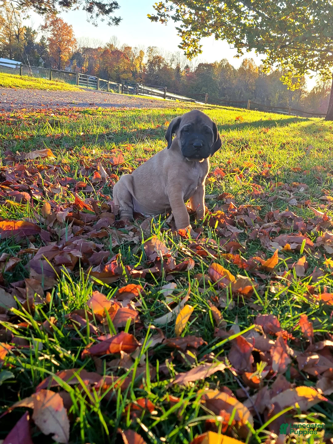 English Mastiff dogs for sale: Tootsie - Ad 2