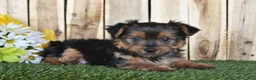 Yorkshire Terrier dogs for sale: Dakota - Ad 4