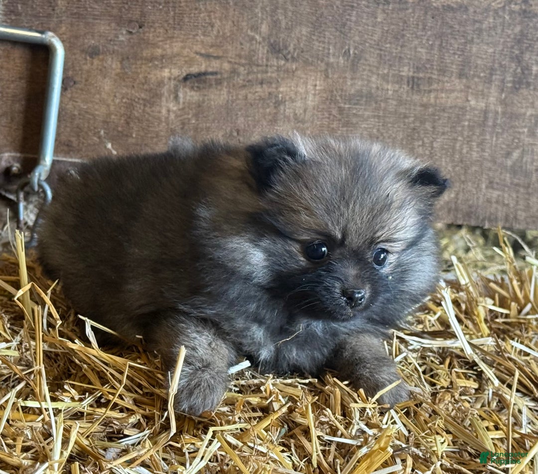 Pomeranian dogs for sale: Emma - Ad 5