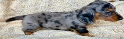 Miniature Dachshund dogs for sale: PARMESAN, PARMESAN, PARMESAN!! - Ad 11