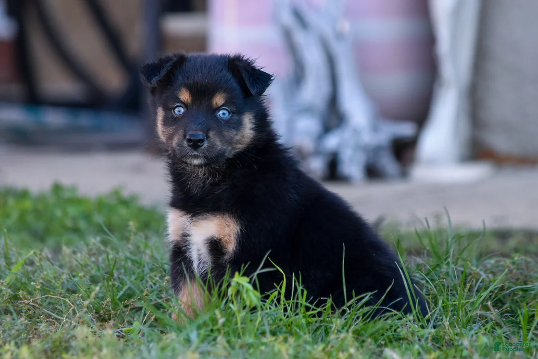 Miniature Australian Shepherd dogs for sale: Miniature Australian Shepherd 6 - Ad 2