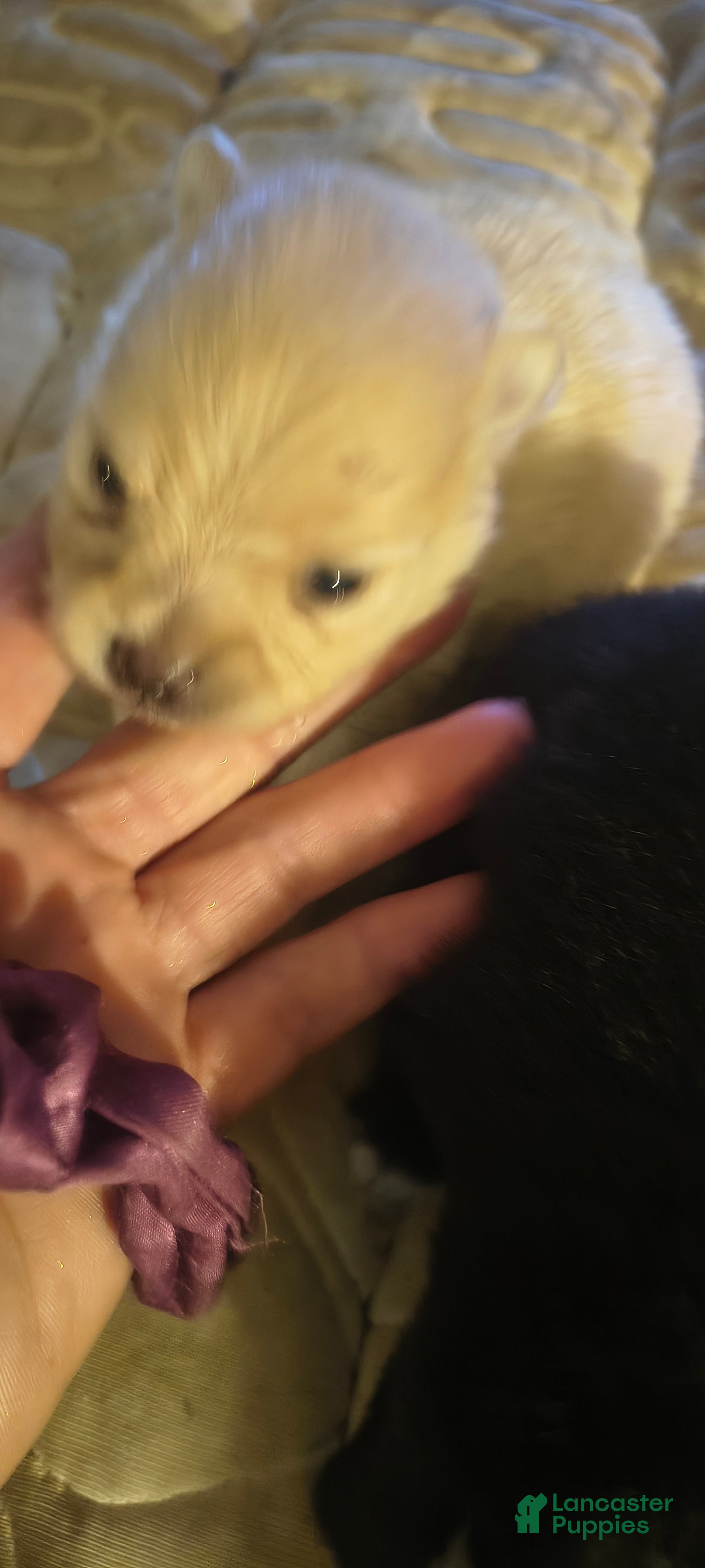 Pomeranian dogs Pomeranian Puppy 3 - Ad 3