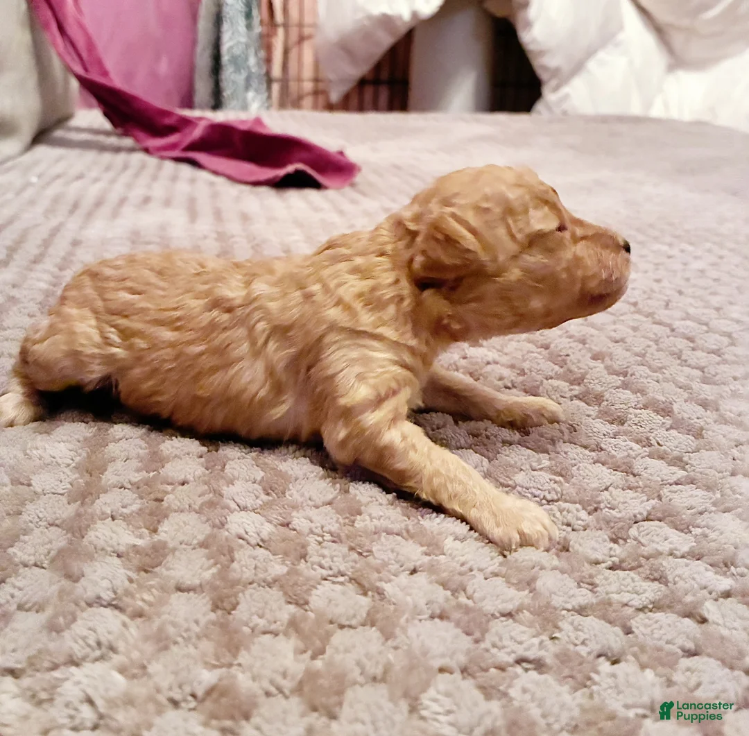 Toy Poodle dogs for sale: Apollodorus Tut ,  Toy Poodle Puppy - Ad 2