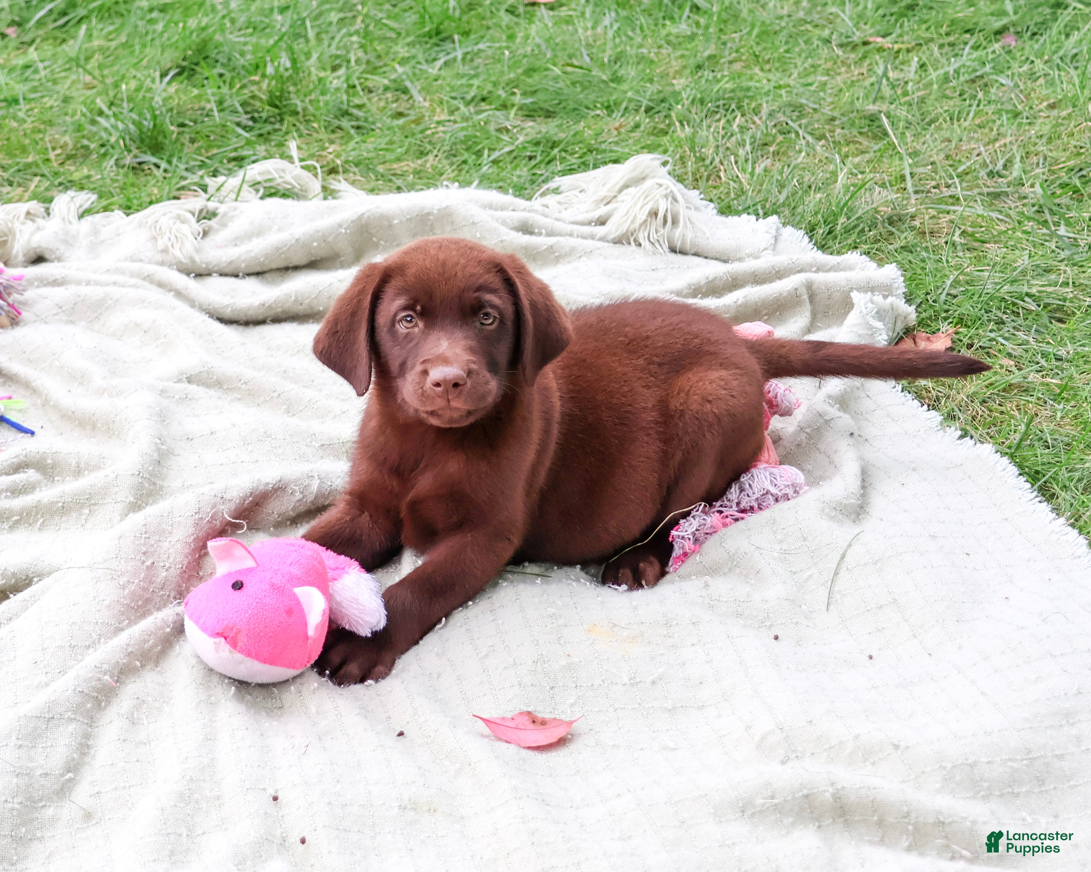 Labrador Retriever dogs Tootsie - Ad 34