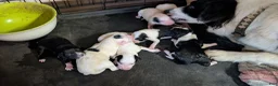 Mixed Breed dogs for sale: Moose  - Ad 12