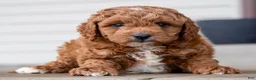 Cavapoo dogs for sale: Rambo - Ad 2