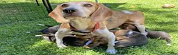Beagle dogs for sale: Milo Ace - Ad 4