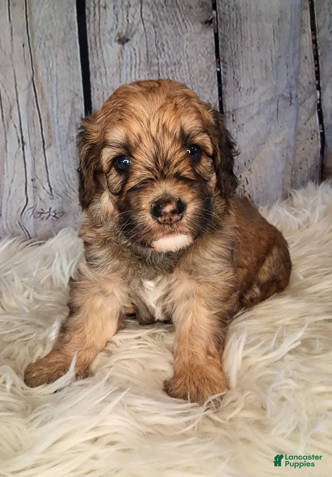 Saint Berdoodles dogs for sale: Stewy Lewy - MIni Saint Berdoodles - Ad 2