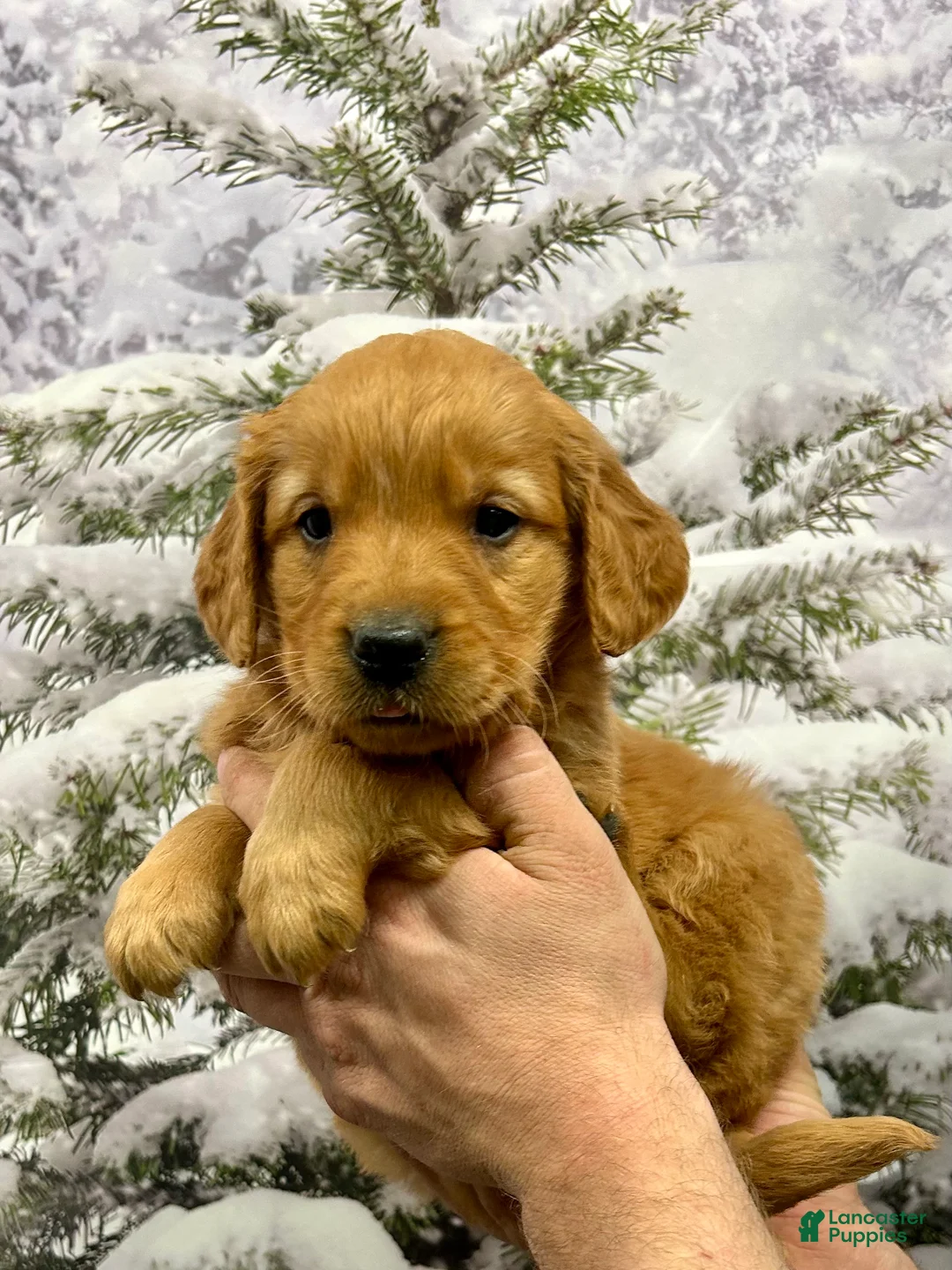 Golden Retriever dogs for sale: Charlie  - Ad 3