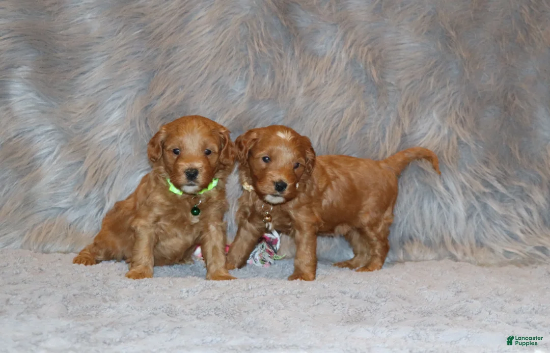 Mini Goldendoodle dogs for sale: Whiskers 🌷 Genetic Clear Parents - Ad 16