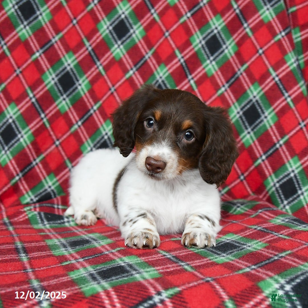 Miniature Dachshund dogs for sale: Icy - Ad 4