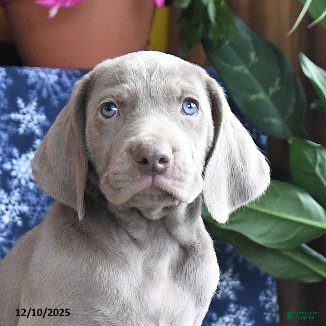 Weimaraner dogs for sale: Dash - Ad 3