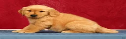 Golden Retriever dogs for sale: Ben - Ad 5