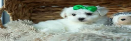 Maltese dogs for sale: PACO - Ad 12