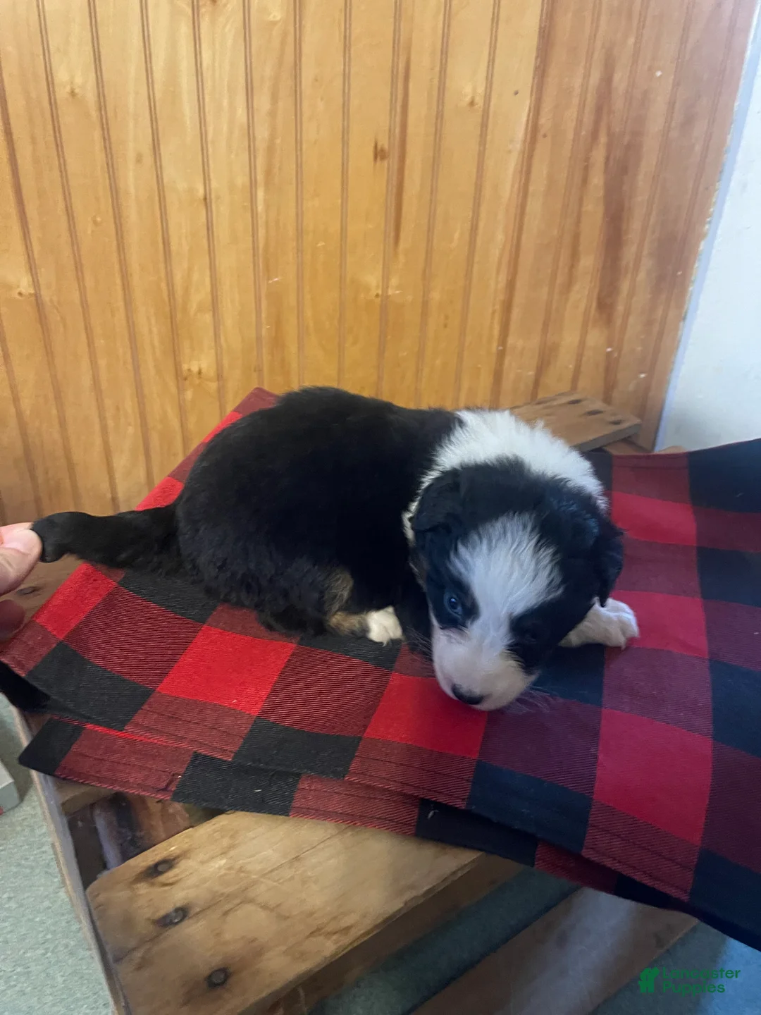 Australian Shepherd dogs for sale: Valentine  - Ad 6