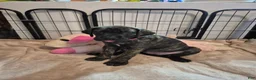 Great Dane dogs for sale: Fury - Ad 15