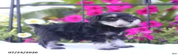 Miniature Schnauzer dogs for sale: Cliffton - Ad 3