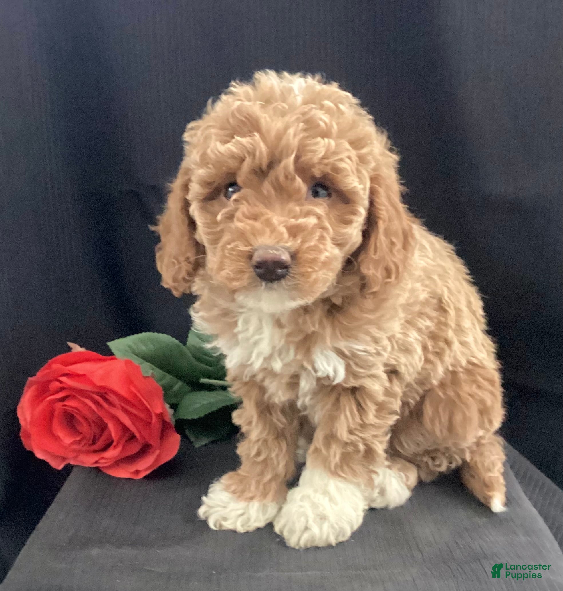 Mini Goldendoodle dogs Ruby - Ad 14