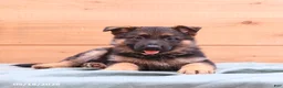 German Shepherd dogs for sale: Gypsy - Ad 3