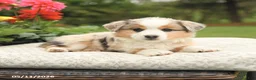 Miniature Australian Shepherd dogs for sale: Sharla - Ad 4