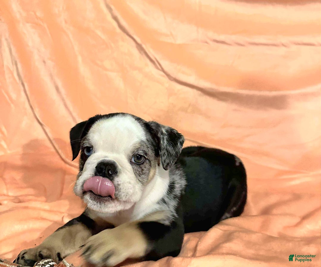 English Bulldog dogs for sale: English Bulldog Shadow - Ad 4