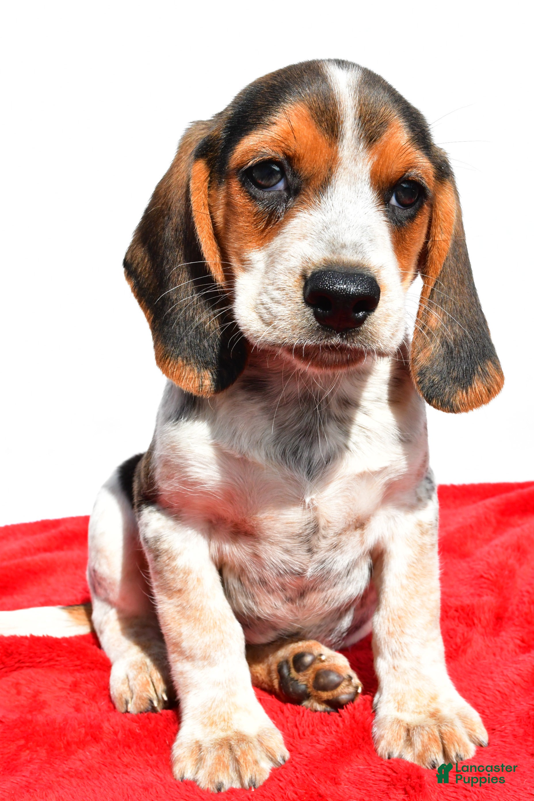 Beagle Puppies for sale under $300 Lancaster Puppies