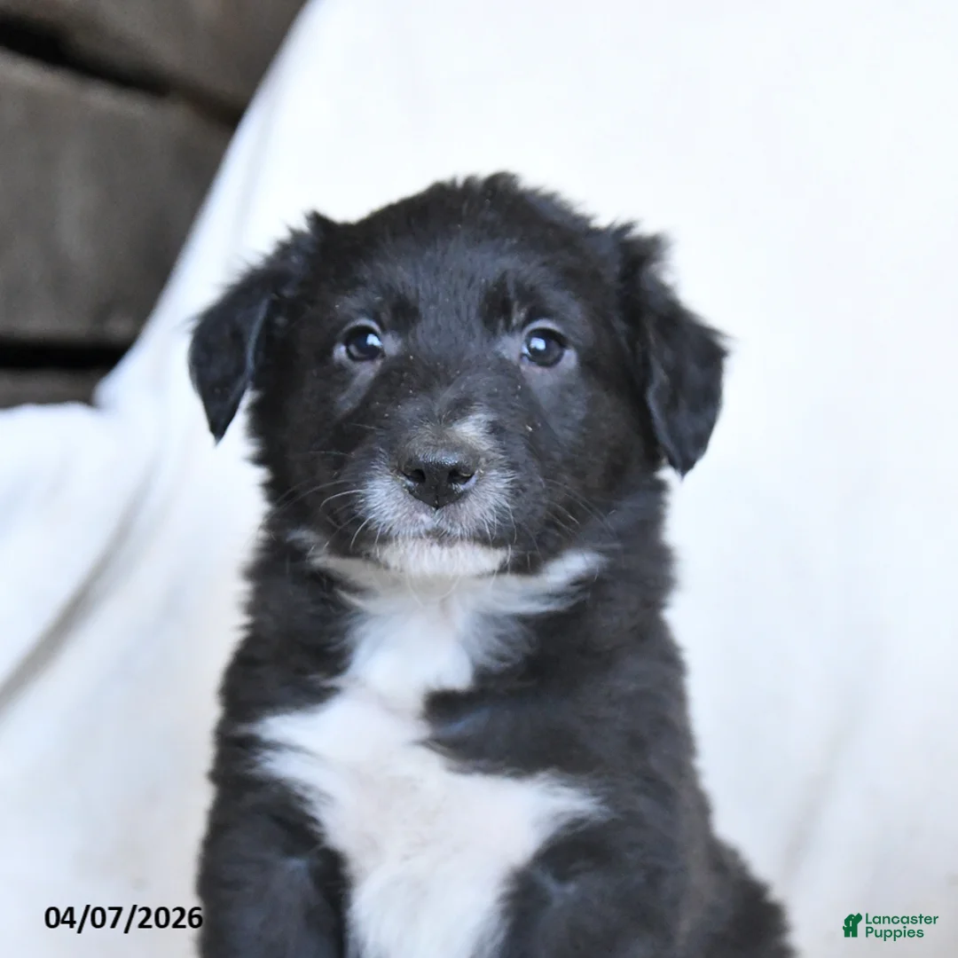 Border Collie dogs for sale: Freddie - Ad 5