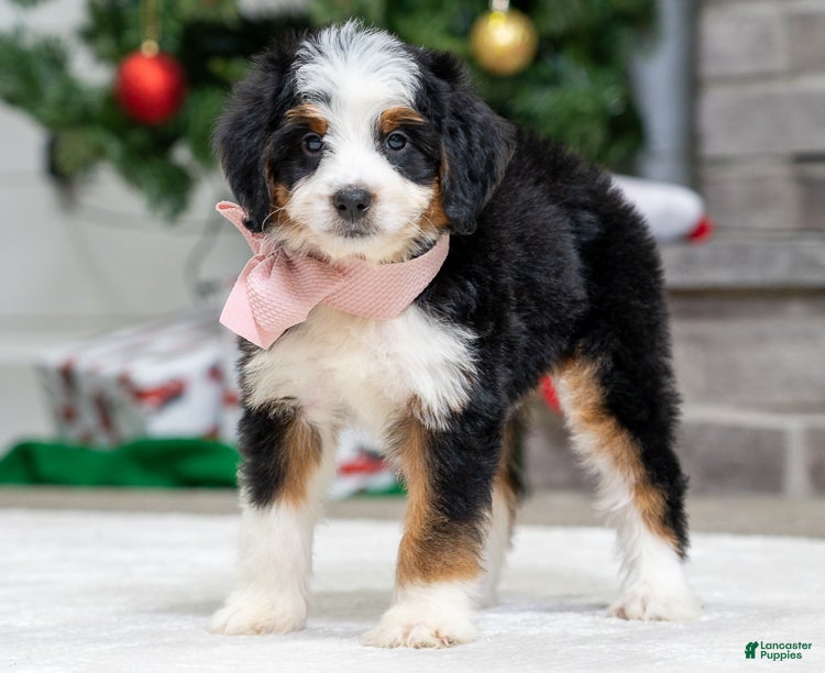 Mini Bernedoodle dogs Peach - Ad 5