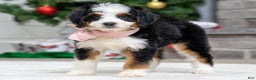 Mini Bernedoodle dogs for sale: Peach - Ad 1