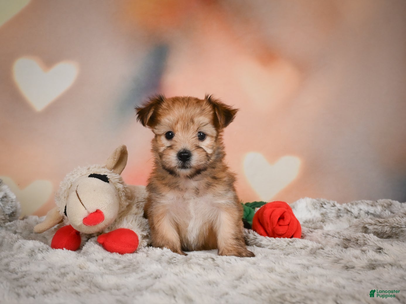 Morkie dogs for sale: Tilly - Ad 2