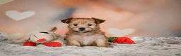 Morkie dogs for sale: Tilly - Ad 2