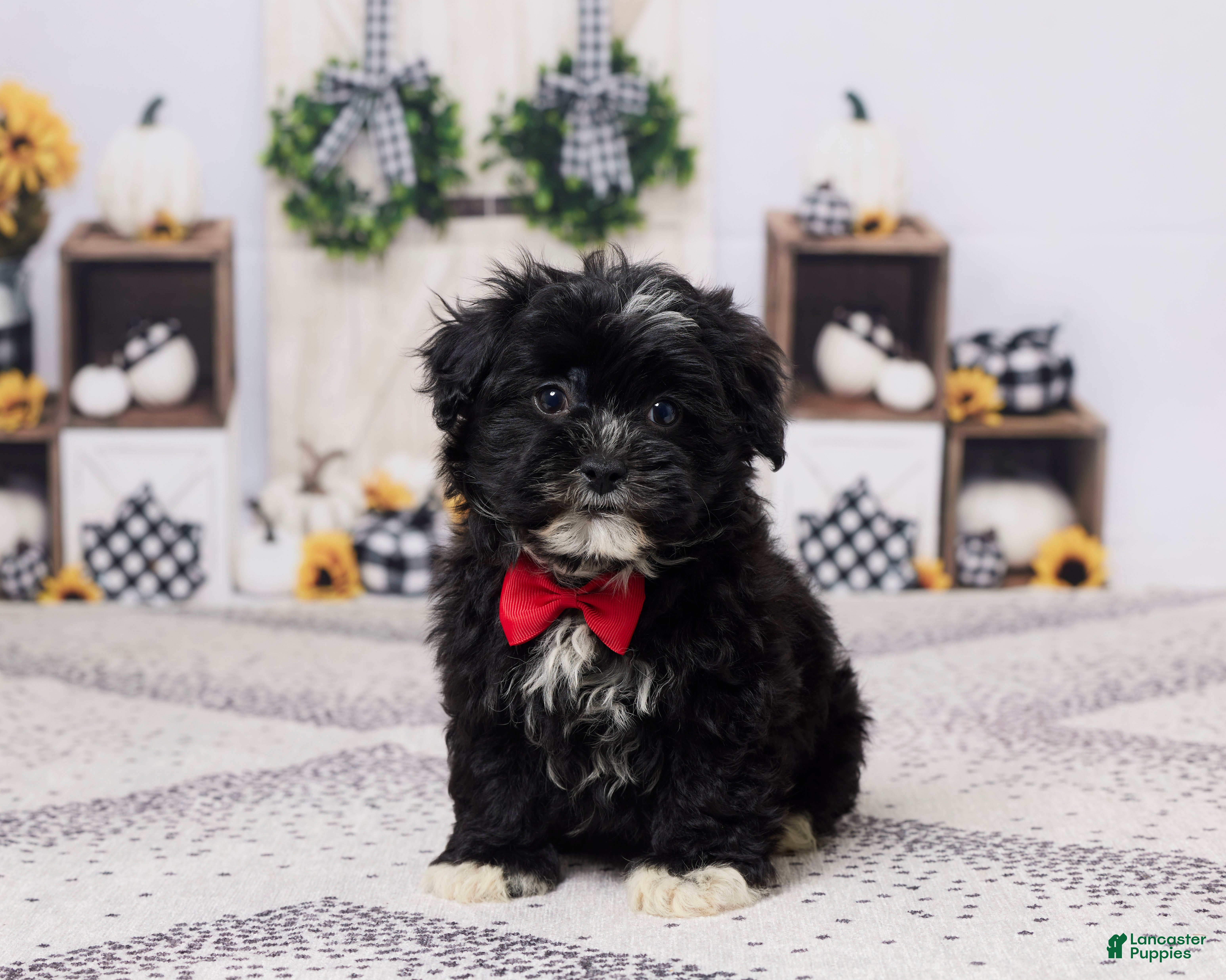 Havapoo dogs Buster - Ad 36