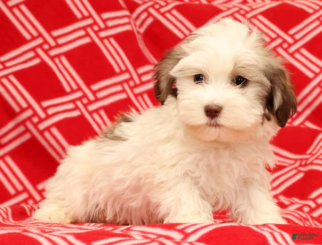 Havanese dogs for sale: Benji - Ad 4