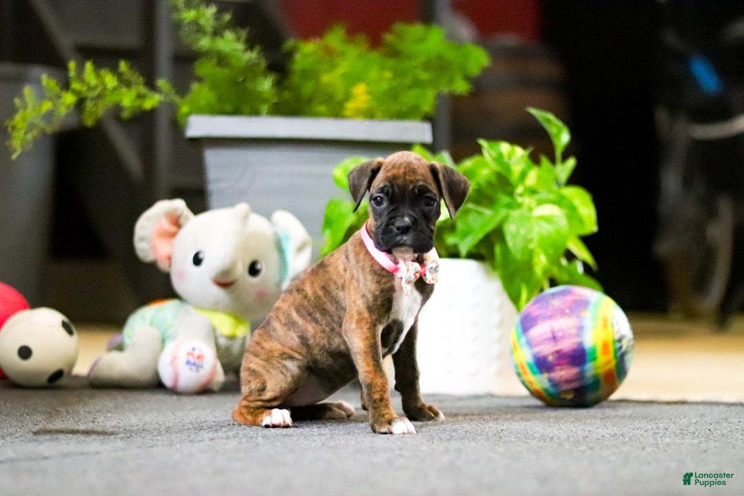 Boxer dogs for sale: Maxl - Ad 10