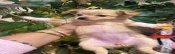 Chihuahua dogs for sale: Chihuahua 3 - Ad 5
