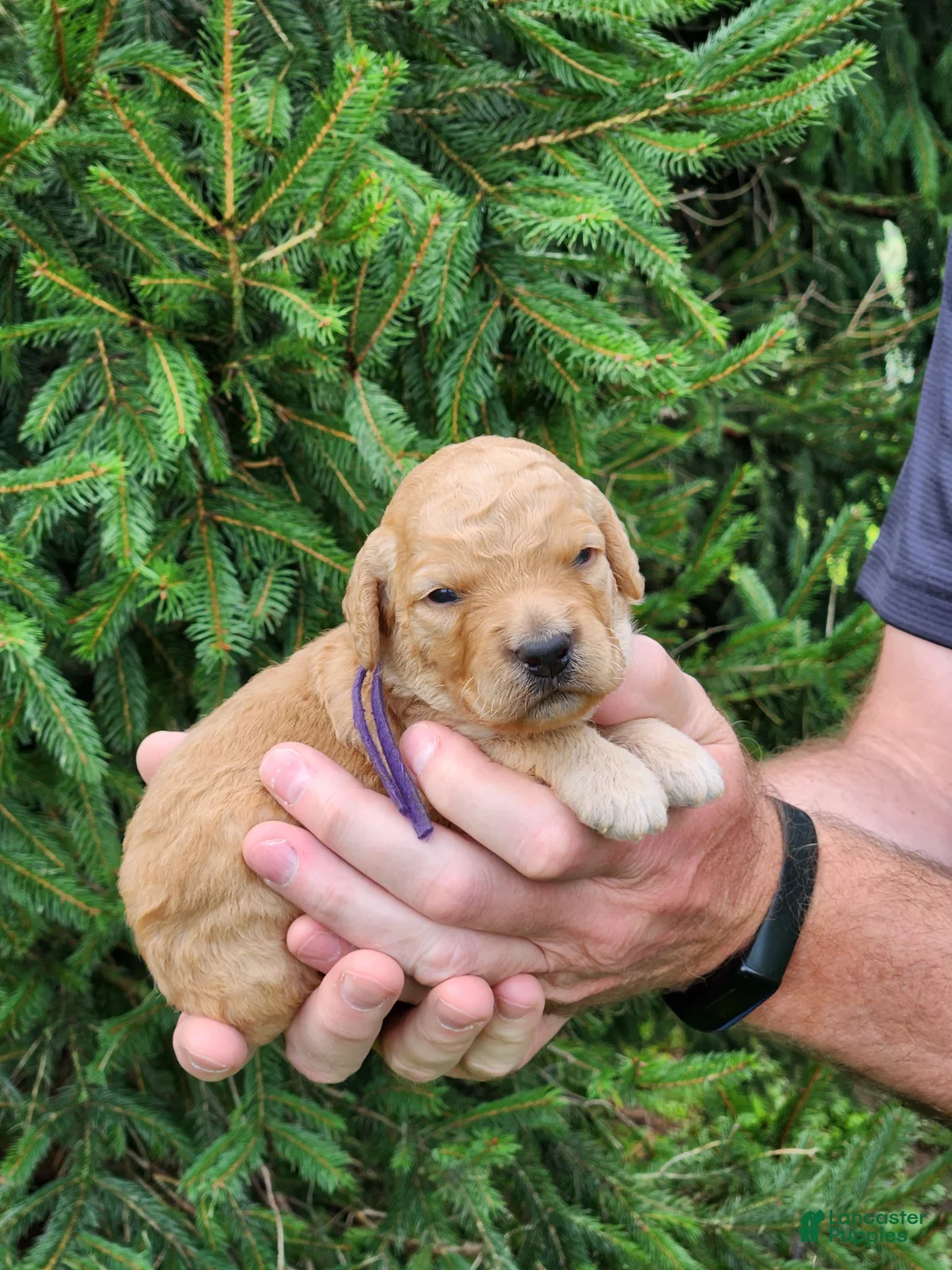 Goldendoodle dogs for sale: Mabel - Ad 2