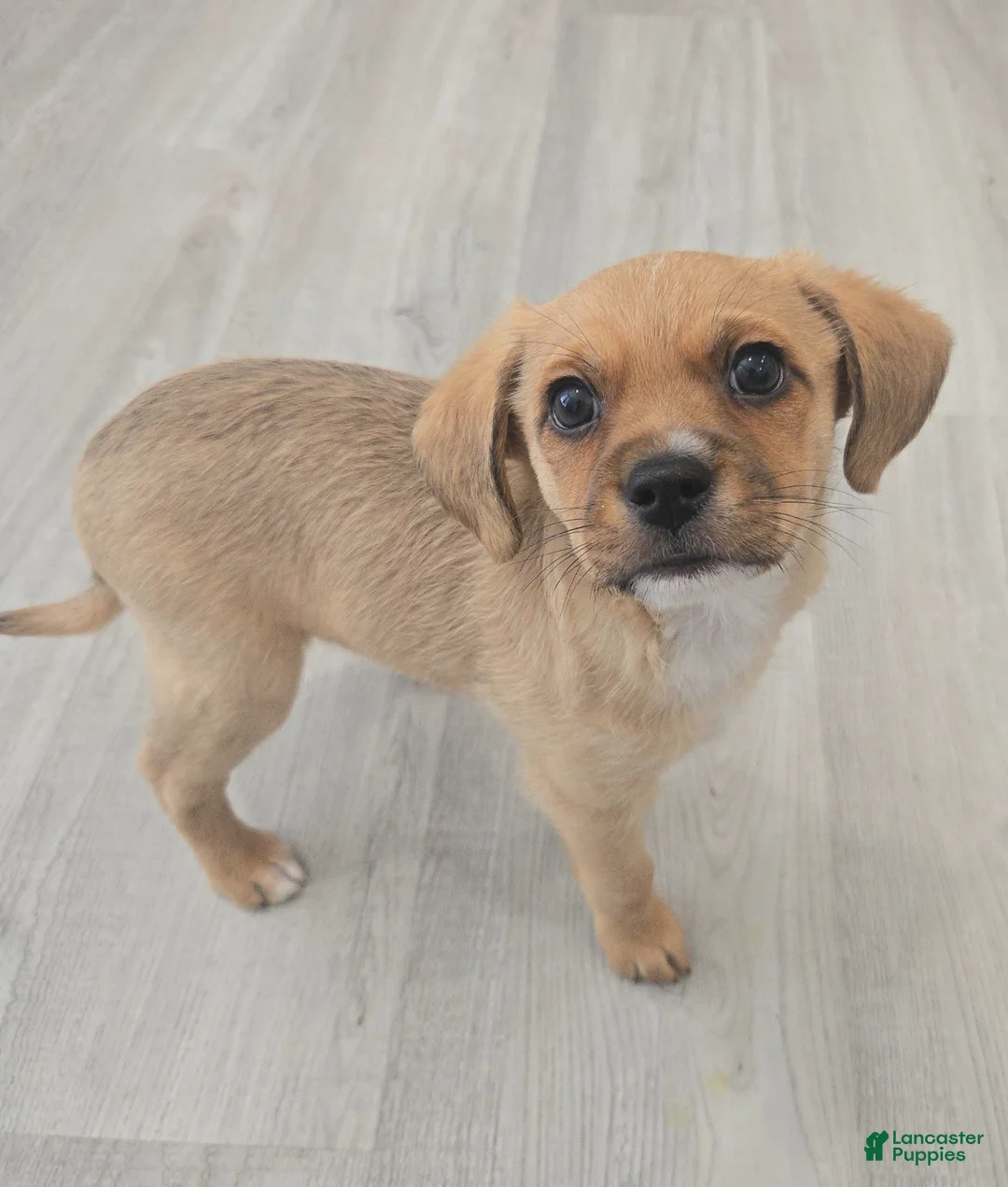 Mixed Breed dogs for sale: Mixed Breed Puppy 2 - Ad 2