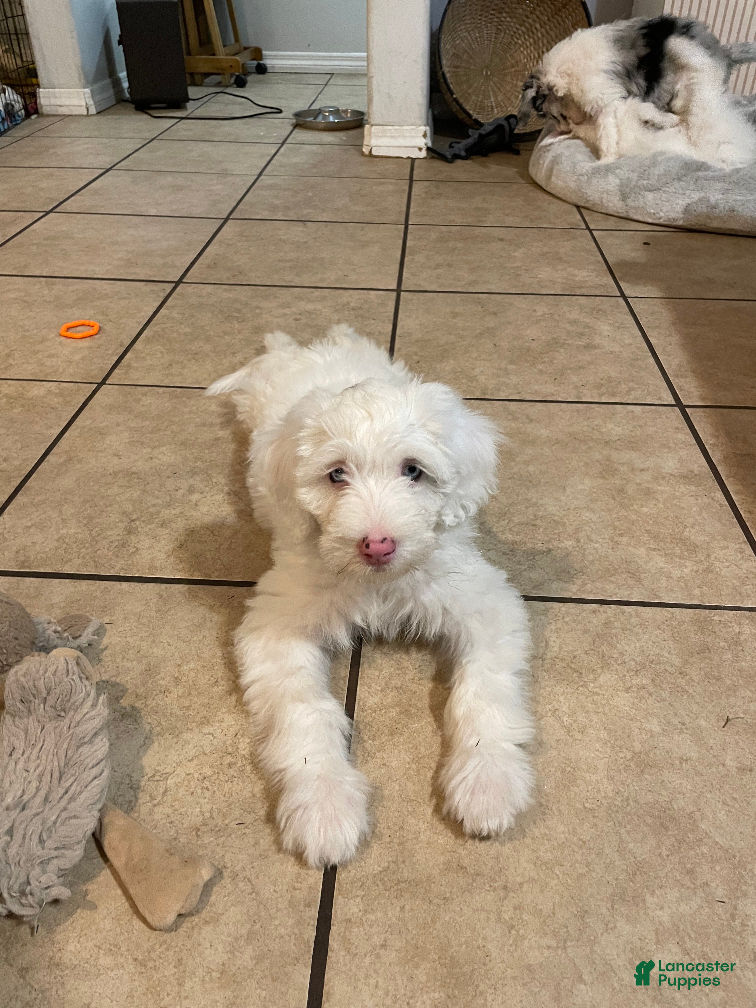 Sheepadoodle dogs Daenerys - Ad 1