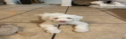 Sheepadoodle dogs for sale: Daenerys - Ad 1
