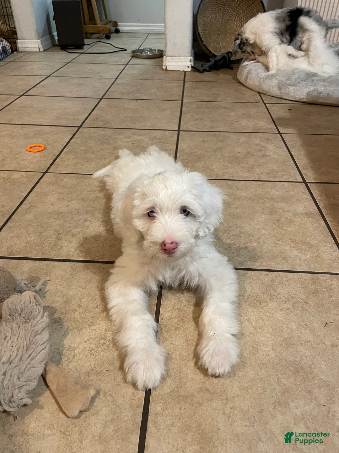 Sheepadoodle dogs for sale: Daenerys - Ad 1