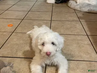 Sheepadoodle dogs Daenerys - Ad 1