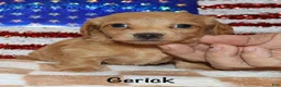 Miniature Dachshund dogs for sale:  Gerick - Ad 3