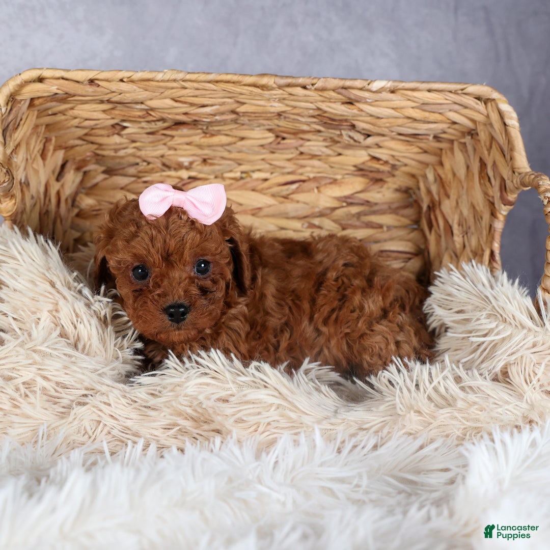 Cavapoo dogs for sale: OMA - Ad 10