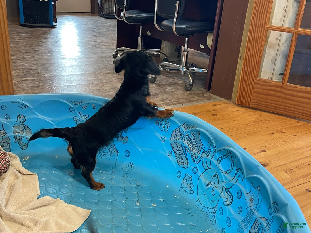 Miniature Dachshund dogs for sale: Miniature Dachshund Puppy 2 - Ad 4