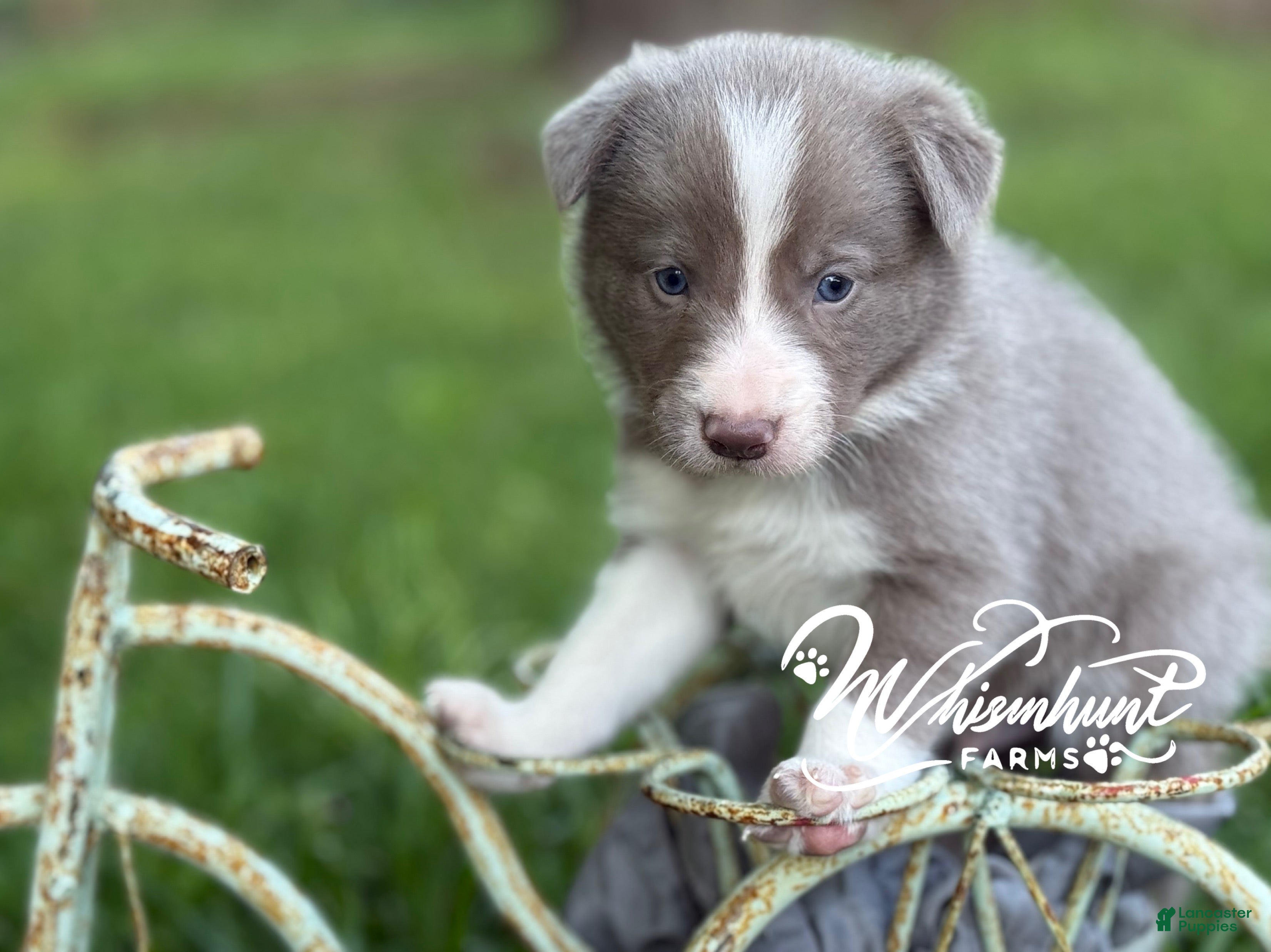 Border Collie dogs Lilac short hair - Ad 23