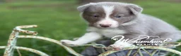Border Collie dogs for sale: Lilac short hair MALE - Ad 9