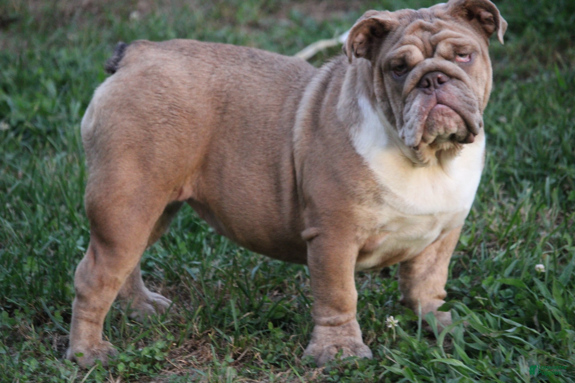 English Bulldog dogs Big girl  - Ad 7