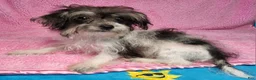 Yorkiepoo dogs for sale: Victoria Frills - Ad 9
