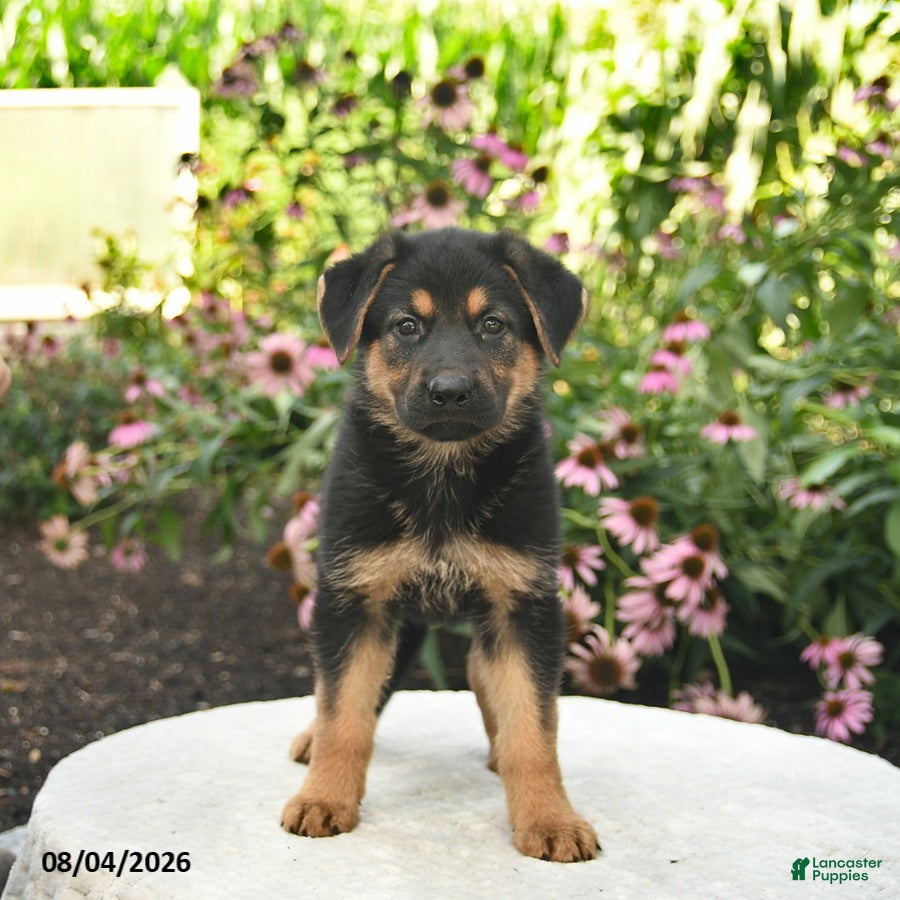 German Shepherd dogs Lily  - Ad 2
